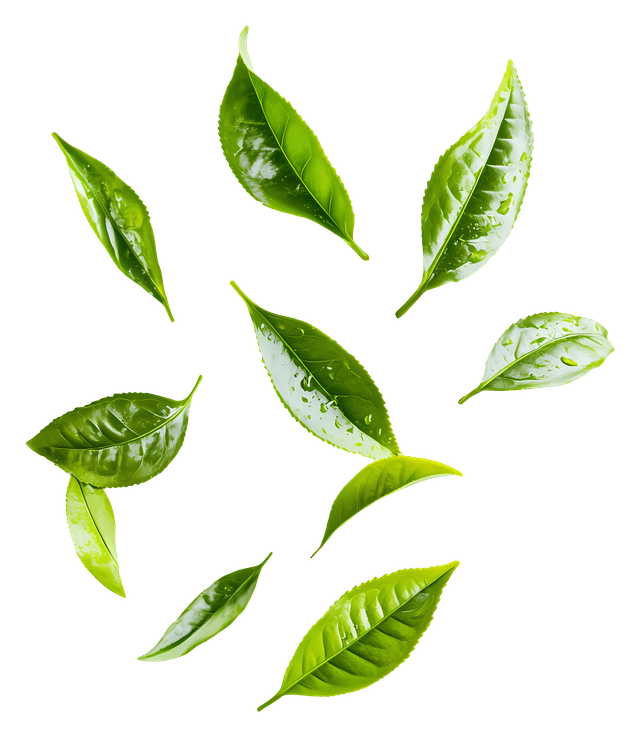 leaf
