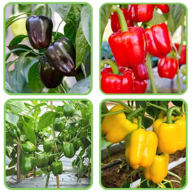 Capsicum