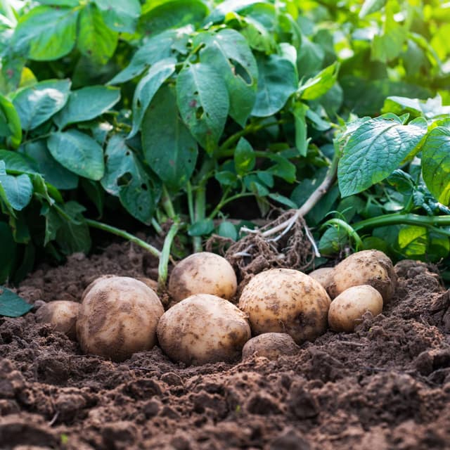Potato